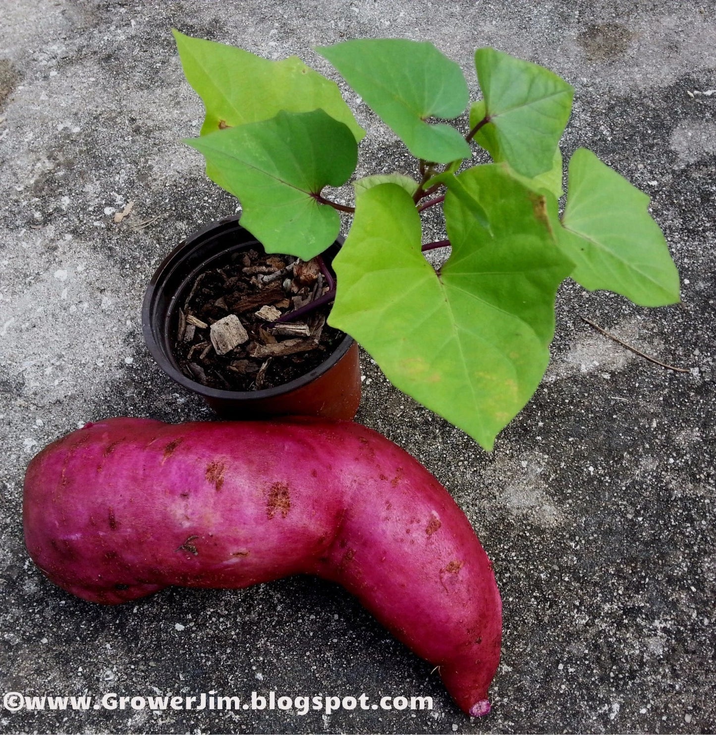 Purple Molokai Sweet Potato Slips - 5 Tip Cuttings Ipomoea batatas Edible Garden Plant