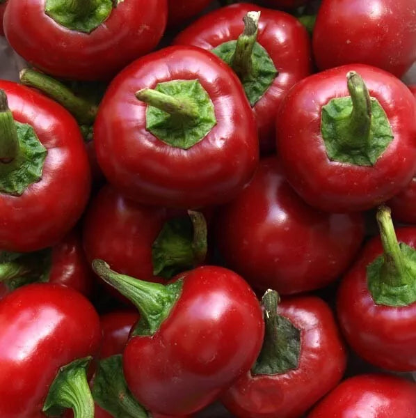 Red Cherry Hots Hot Pepper Seeds – Heirloom Capsicum annuum, 50+ Seeds for Salsas, Sauces, Garden, Container Planting