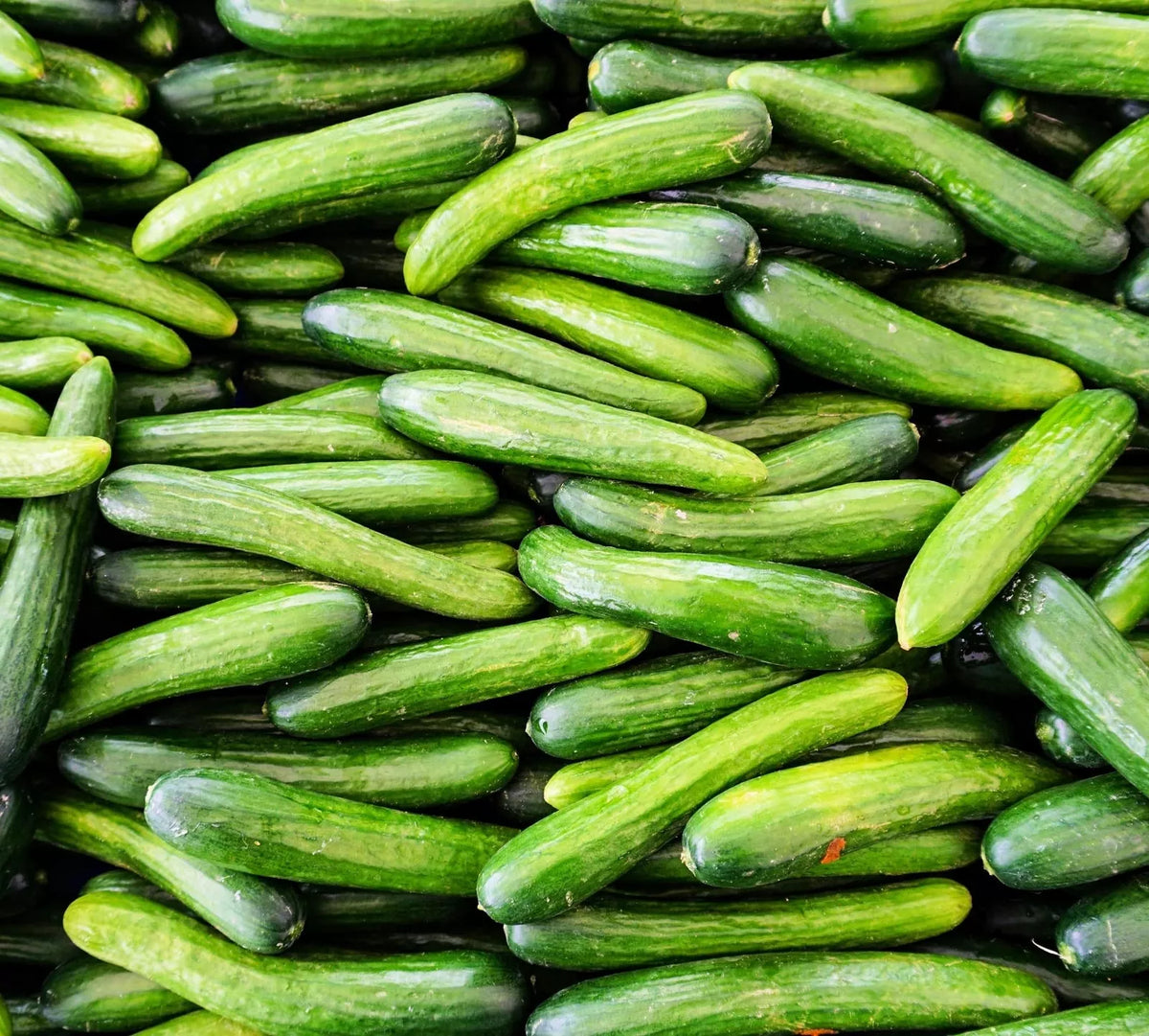 Alpha Cucumber Seeds - Persian Beit Alpha, 30 Seeds, Lebanese Cucumber