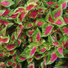 Coleus Seeds - 25+ Premium Sun Watermelon Variety - Perfect for Garden - Solenostemon scutellarioides