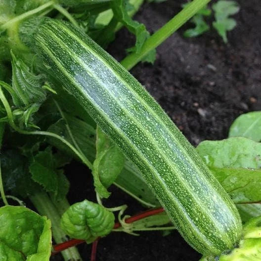 Cocozelle Zucchini Seeds – Non-GMO Italian Summer Squash – Cucurbita pepo Gardening Seeds with Tracking