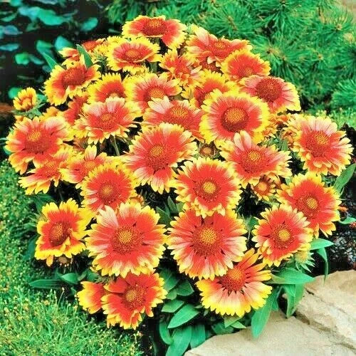Blanket Flower Seeds - 1000+ Gaillardia aristata Perennial Wildflower for Drought & Heat Tolerance