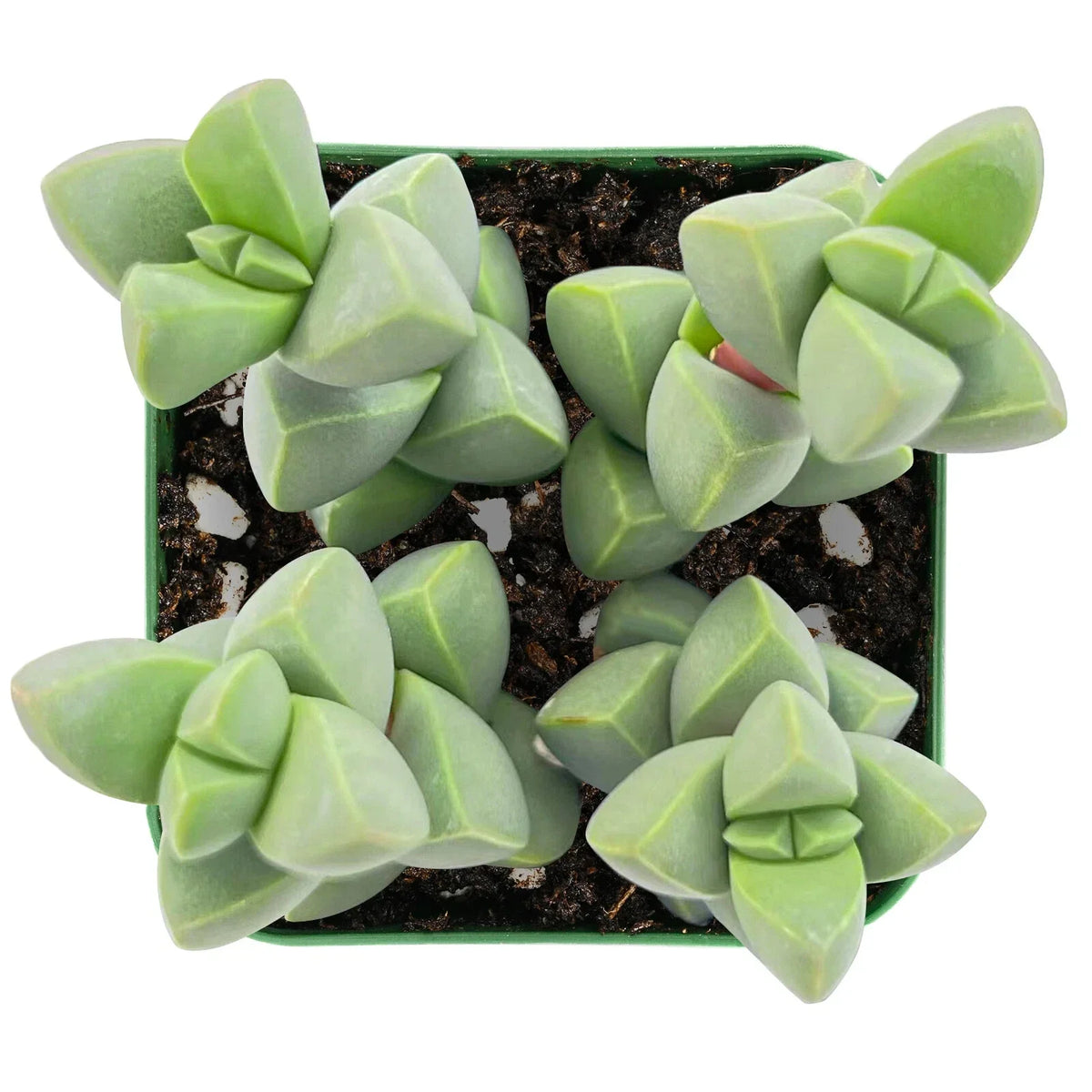 Live Succulent Plant - Corpuscularia Lehmannii & Ice Astridia Velutina Brocade - Unique Indoor/Outdoor Varieties