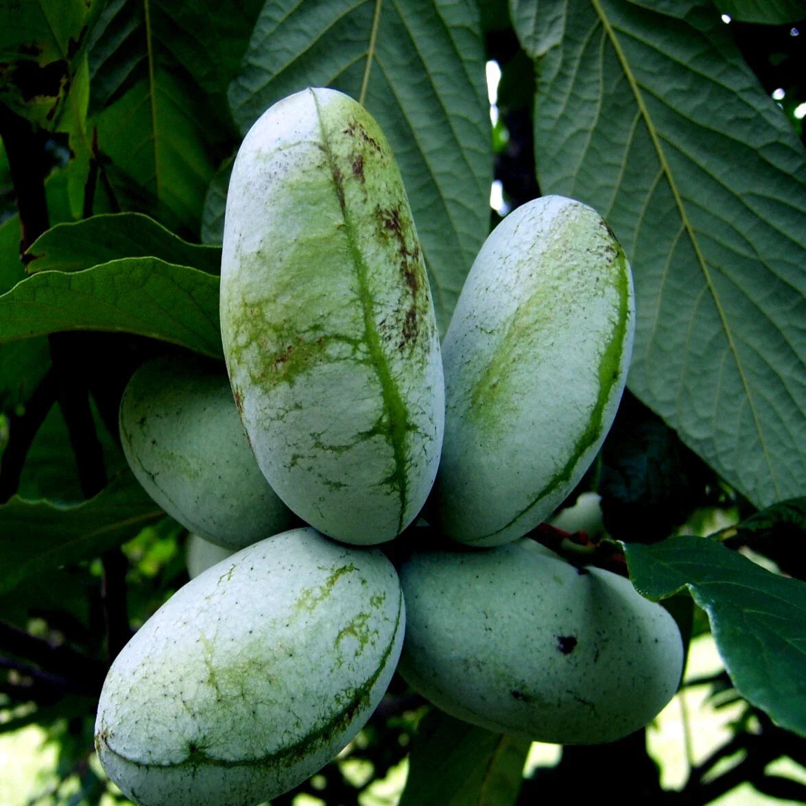Paw Paw Fruit Tree Seeds - Stratified, Hardy Indian Banana - Asimina Triloba, Edible Fruit, Pollinator Attractant