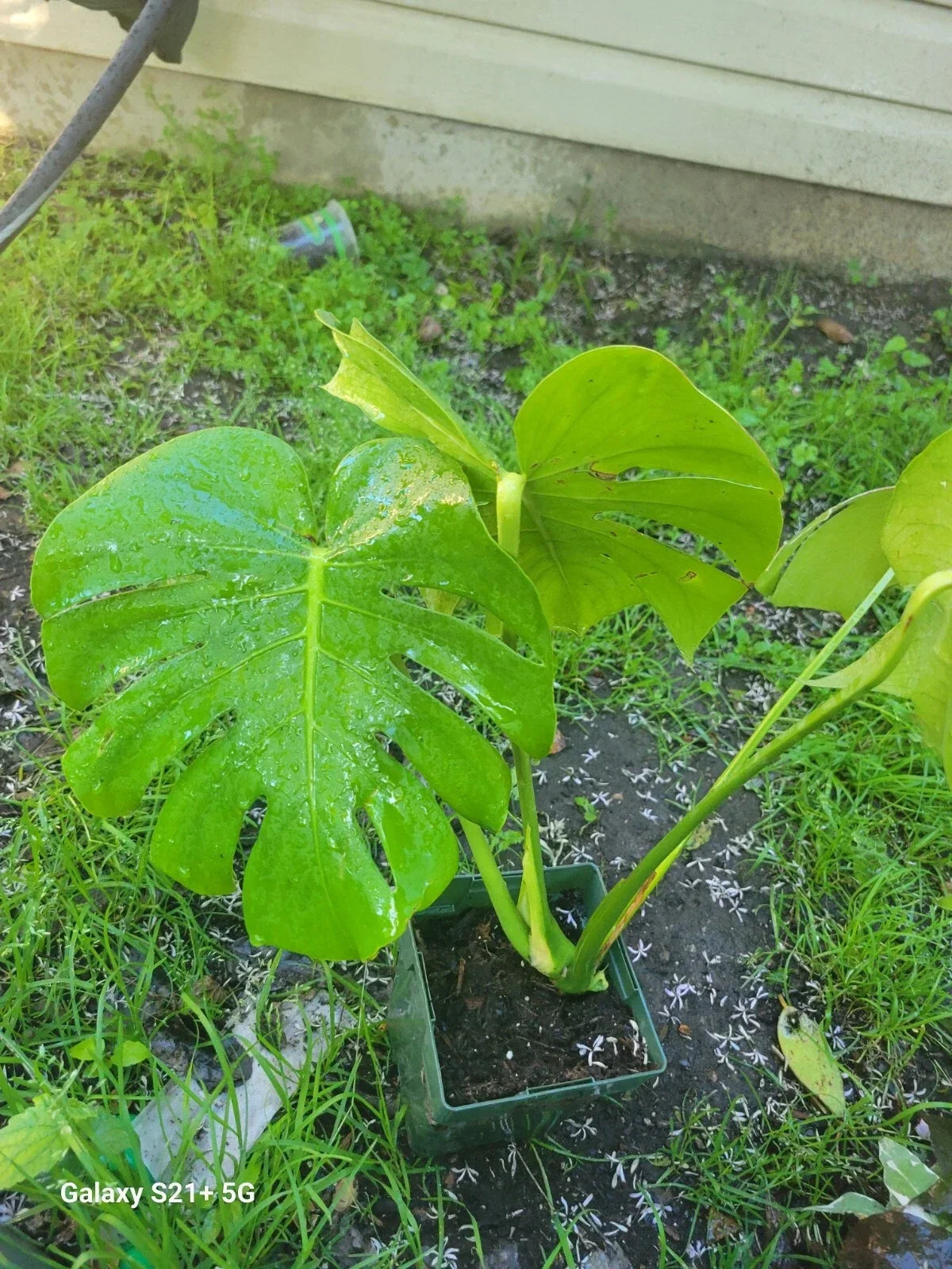 Monstera Deliciosa Live Plant | 3-Inch Swiss Cheese Evergreen Indoor Houseplant