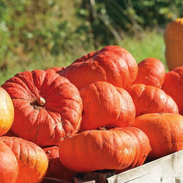 Cinderella Pumpkin Seeds | Heirloom Rouge Vif D'Etampes | Non-GMO | Organic Gardening Supplies