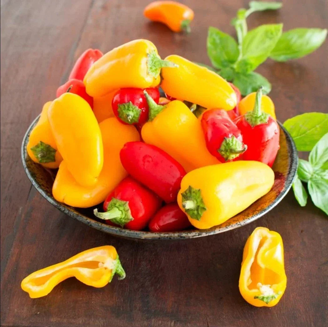 Mini Bell Pepper Seeds - Mixed Colors, Organic, Non-GMO, Capsicum annuum, Compact Plants