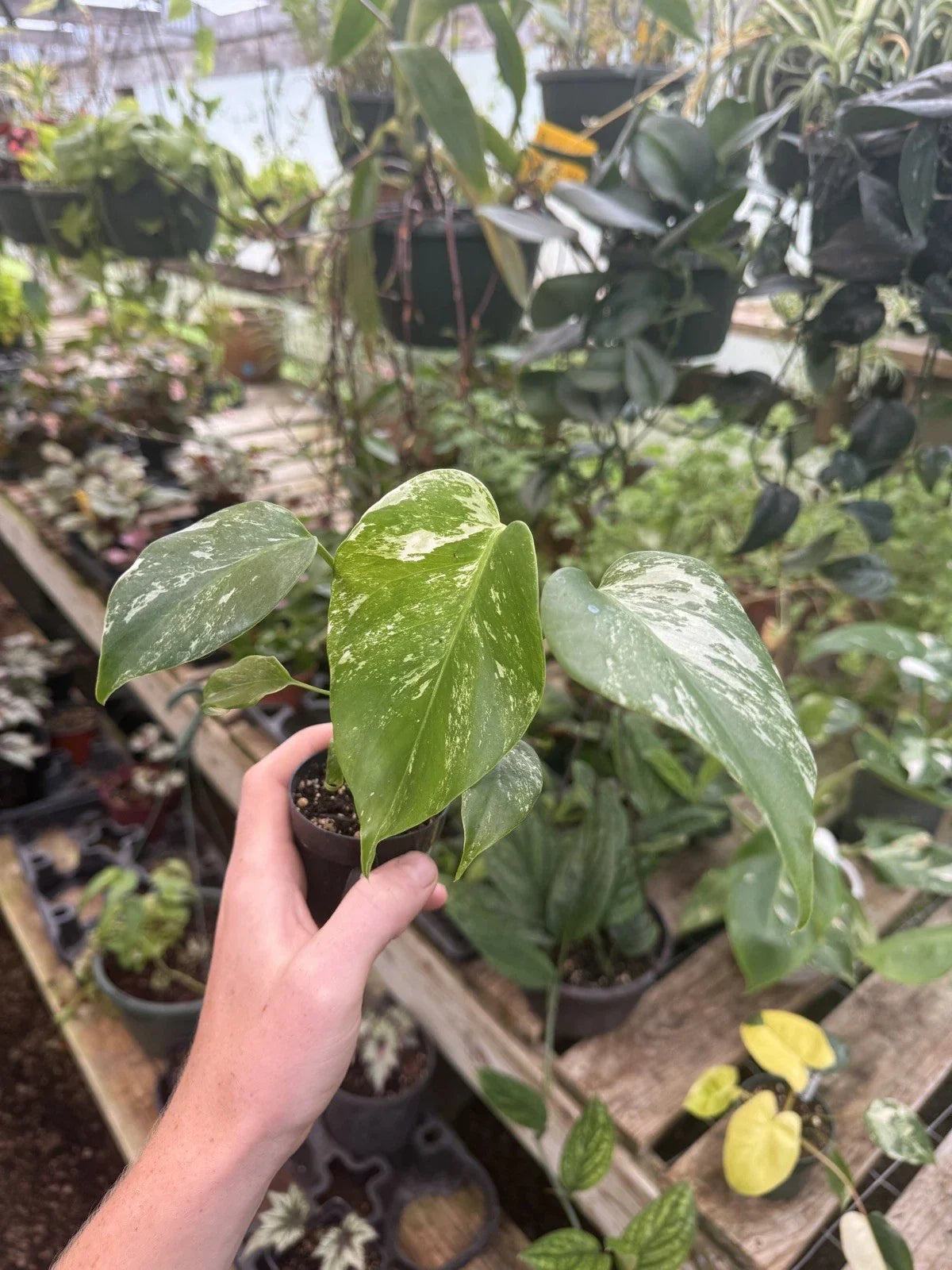 Monstera Albo Variegated Plant - 6-Inch Pot - Rare Tropical Houseplant - Monstera deliciosa var. albo-variegata