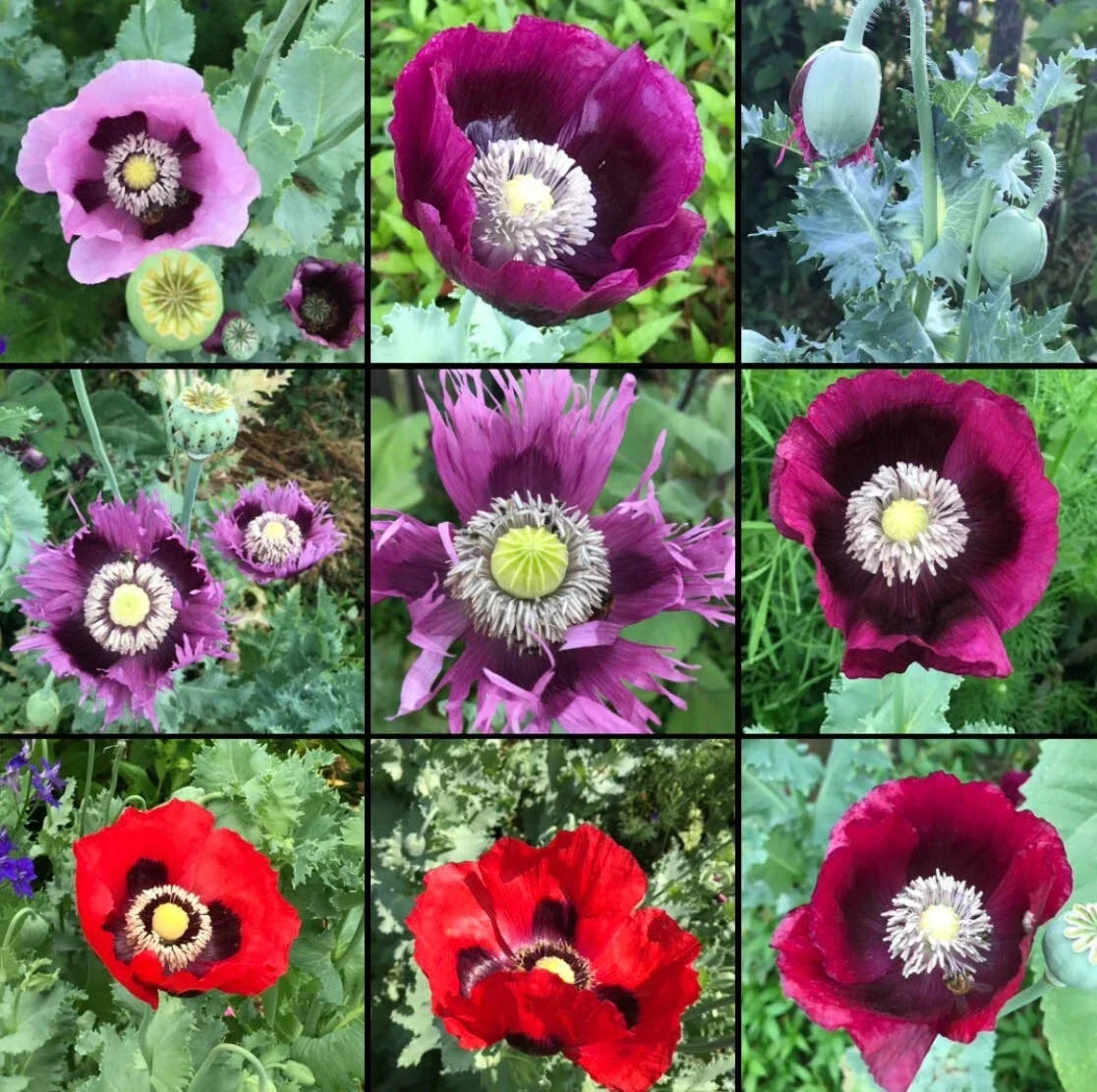 Non-GMO Poppy Seeds Breadseed Mixed Colors for Baking - Papaver somniferum, 1000 Seeds for Gardening & Culinary Use