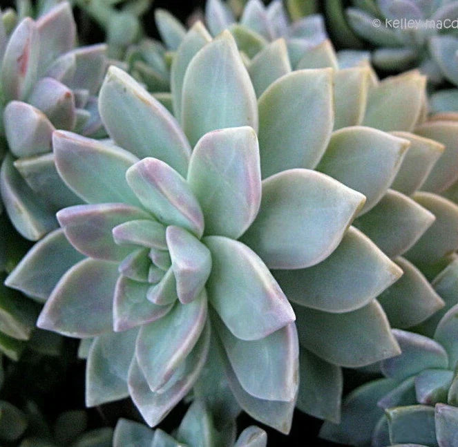 Graptopetalum Paraguayense Ghost Plant Cuttings - 3 Unrooted Succulents, Rosette, Drought Tolerant, Indoor & Garden