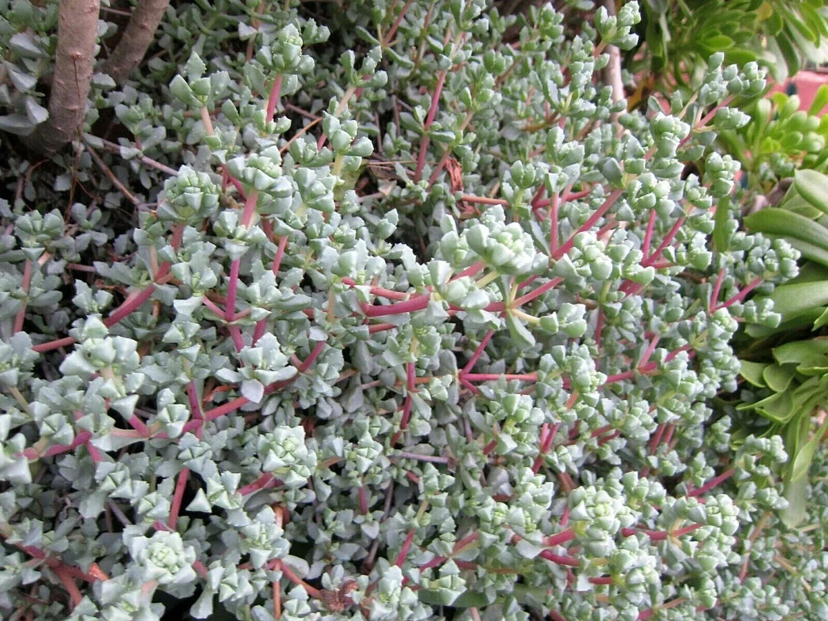 Ice Plant Cuttings - Vygie Violet Succulents - Lampranthus deltoides - Indoor/Outdoor Gardening, Drought-Resistant, Ground Cover