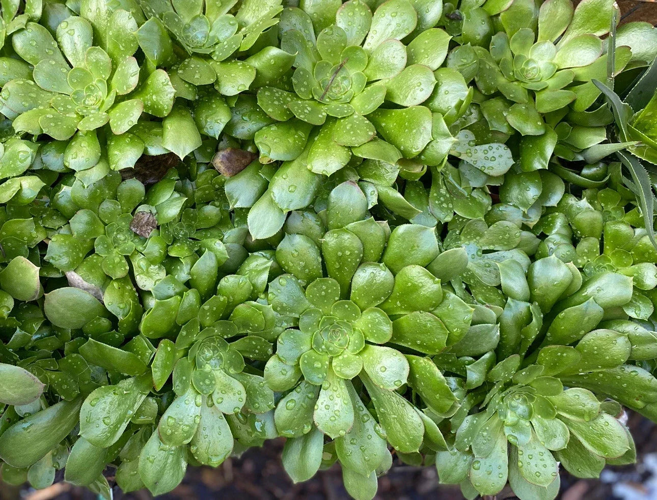 5 Piece Aeonium Succulent Cuttings Set - 5 Inch Wide Rosette Varieties for Indoor & Outdoor Gardening