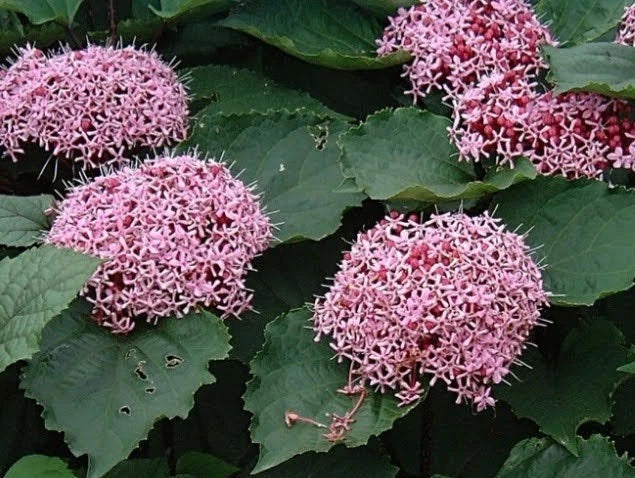 Pink Clerodendrum Cuttings with Roots - 3 Count - Tropical Indoor Plant - Clerodendrum thomsoniae