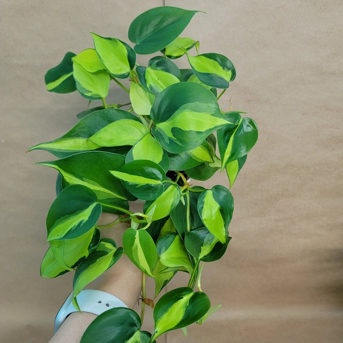 Philodendron Brasil Plant - 4" Pot Indoor Tropical Houseplant - Air Purifying, Easy Care, Philodendron hederaceum