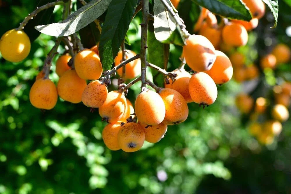 Loquat Shrub Seeds - Eriobotrya Japonica - 5 Seeds for Planting - Frui ...