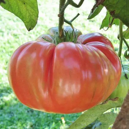 Brandywine Pink Tomato Seeds - 100 Non-GMO Heirloom Organic Vegetable Seeds - Solanum lycopersicum