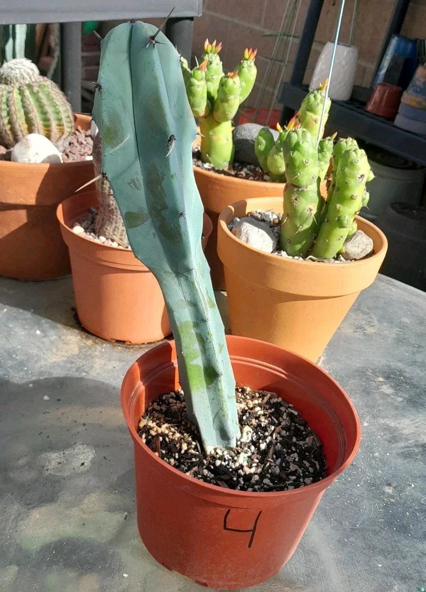Blue Candle Cactus Plant - Rooted 10-12" Succulent with Unique Blue Color - Myrtillocactus Geometrizans Indoor/Outdoor