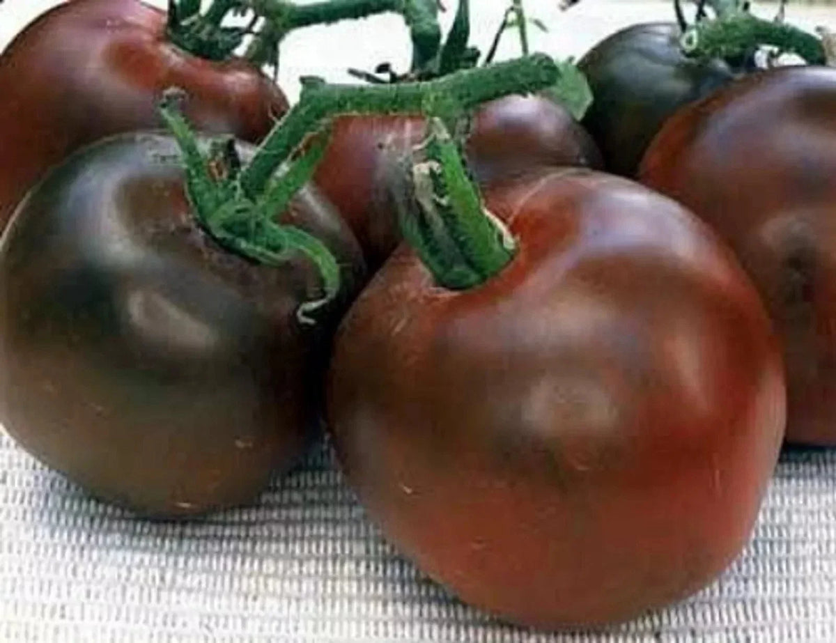 Black Prince Tomato Seeds - Organic Heirloom, Rare Dark Red Variety, 10+ Seeds for Home Gardening, Solanum lycopersicum