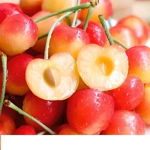 Cherry Tree Seeds 25 Rainier Sweet Red & Golden Yellow Prunus avium Fruit Growing Kit