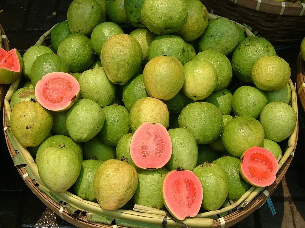 Pink Guava Seeds - 20 Pack Psidium guajava Tropical Fruit Seeds for Home Garden and Containers