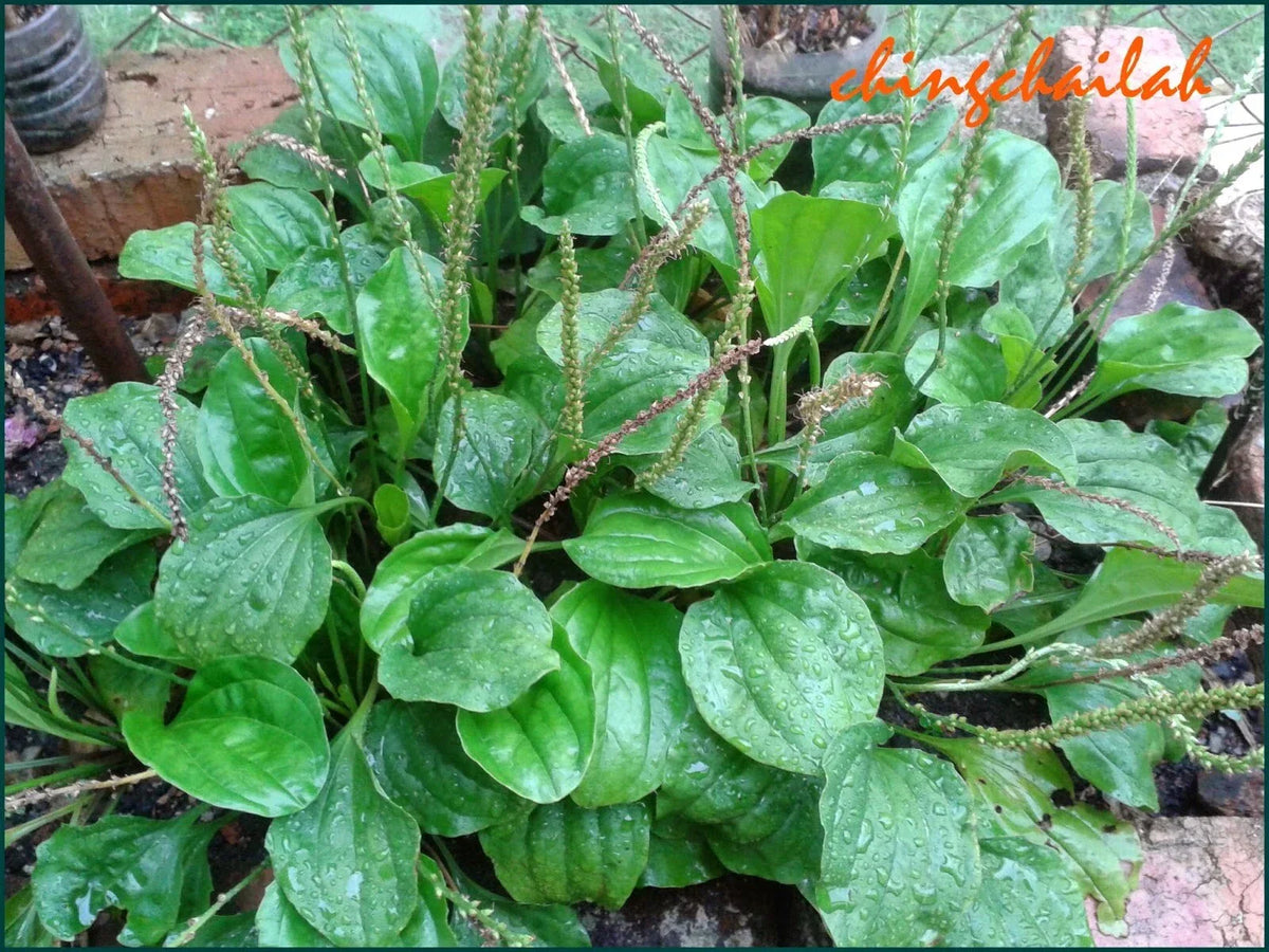 Plantago Major Live Plant Set of 3 - Edible Herbal Perennial with Root System
