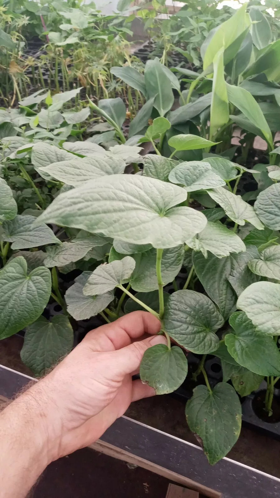 Piper Umbellatum Medicinal Plant - 3 Pack Starter Plants - 5 Inch+ Rare Tropical Herb