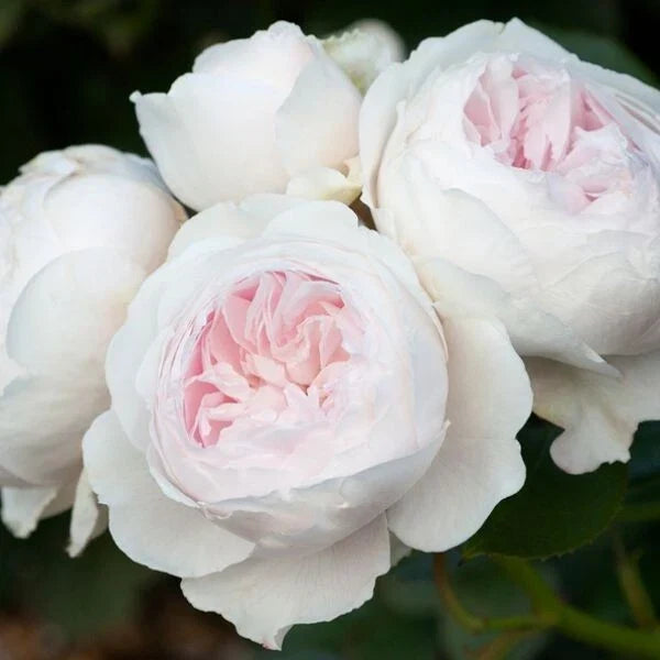 Earth Angel Rose Plant Cuttings - 4 Live Shrub Bush Cuttings Rosa 'Earth Angel' for Garden, Hedges & Containers