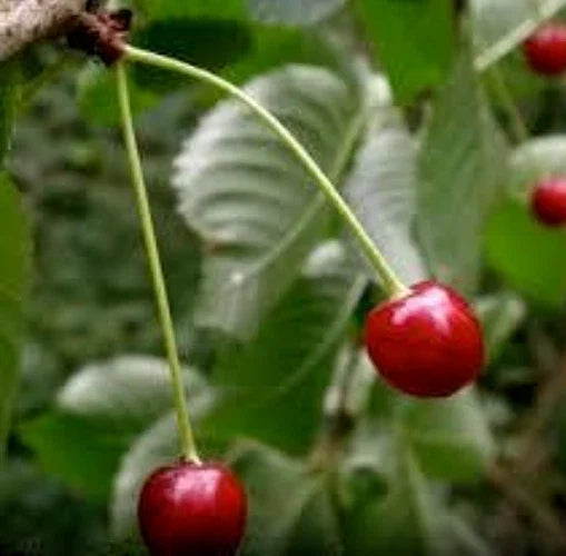 Black Cherry Tree Seeds - Organic Wild Prunus serotina, 10 Seeds for Planting, Fast-Growing Tree, Attracts Wildlife