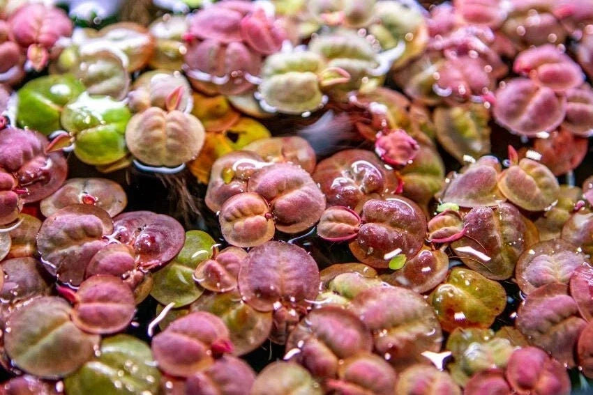 Red Root Floater Aquatic Plant - Large Portion, Phyllanthus Fluitans, Floating Water Plant, Easy Care, 7 Stems