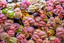Red Root Floater Aquatic Plant - Large Portion, Phyllanthus Fluitans, Floating Water Plant, Easy Care, 7 Stems