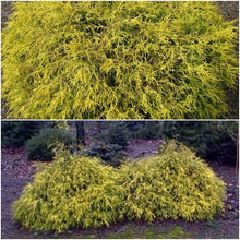 Golden Mop False Cypress Live Plant 6+ Inches Chamaecyparis pisifera ‘Golden Mop’ Evergreen Low Maintenance Garden Shrub