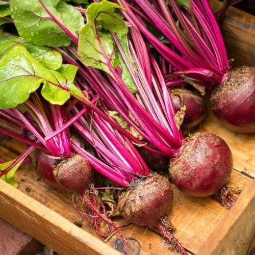 Lutz Green Leaf Red Stem Beet Seeds - 50 Non-GMO Heirloom Beta vulgaris for Home Garden, Salad, and Pickling