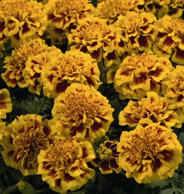 Little Hero Fire Marigold Seeds - 25+ Count - Tagetes patula - Garden Seeds USA