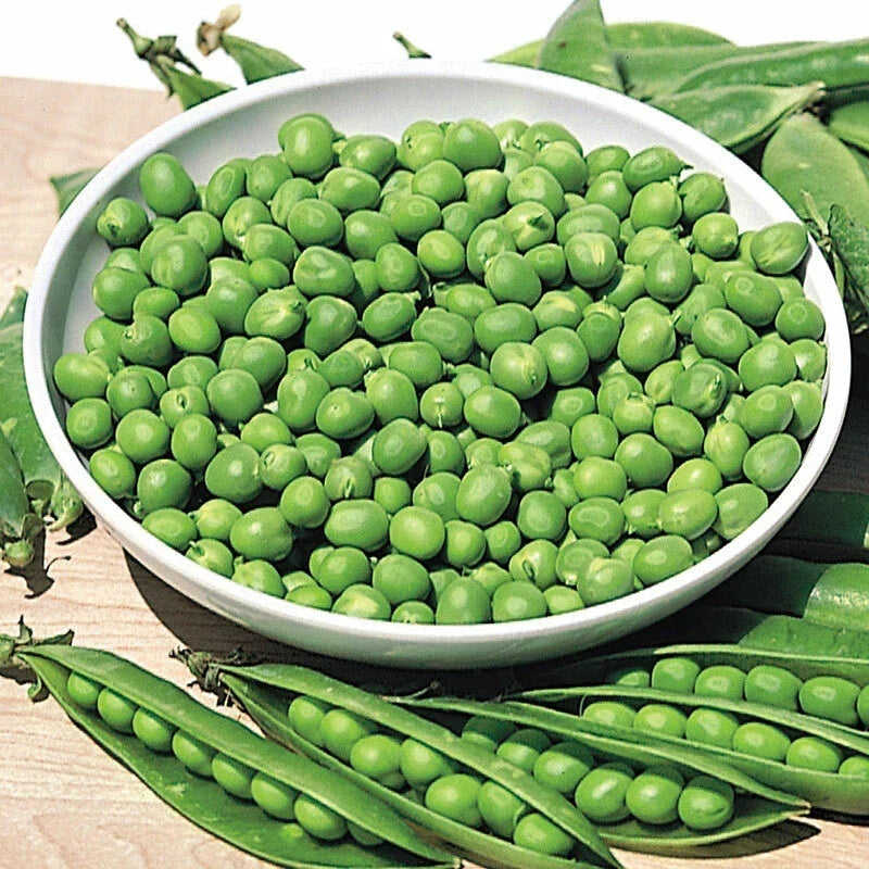 Pea Seeds - Little Marvel Green Bush - 100 Non-GMO Heirloom Pisum sativum for Home Garden