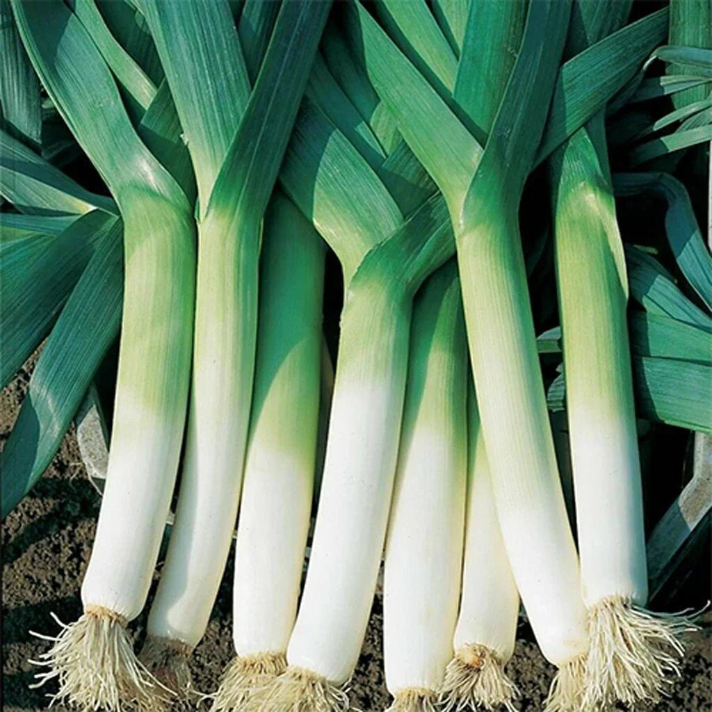 Leek Seeds 200+ Heirloom Non-GMO Vegetable Garden Seeds Allium ampeloprasum