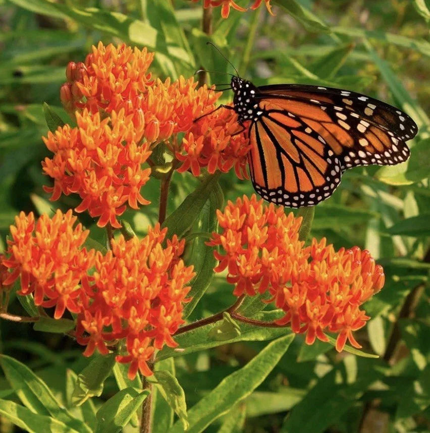 Milkweed Seeds 100 Count - Native Wildflower to Attract Monarch Butterflies