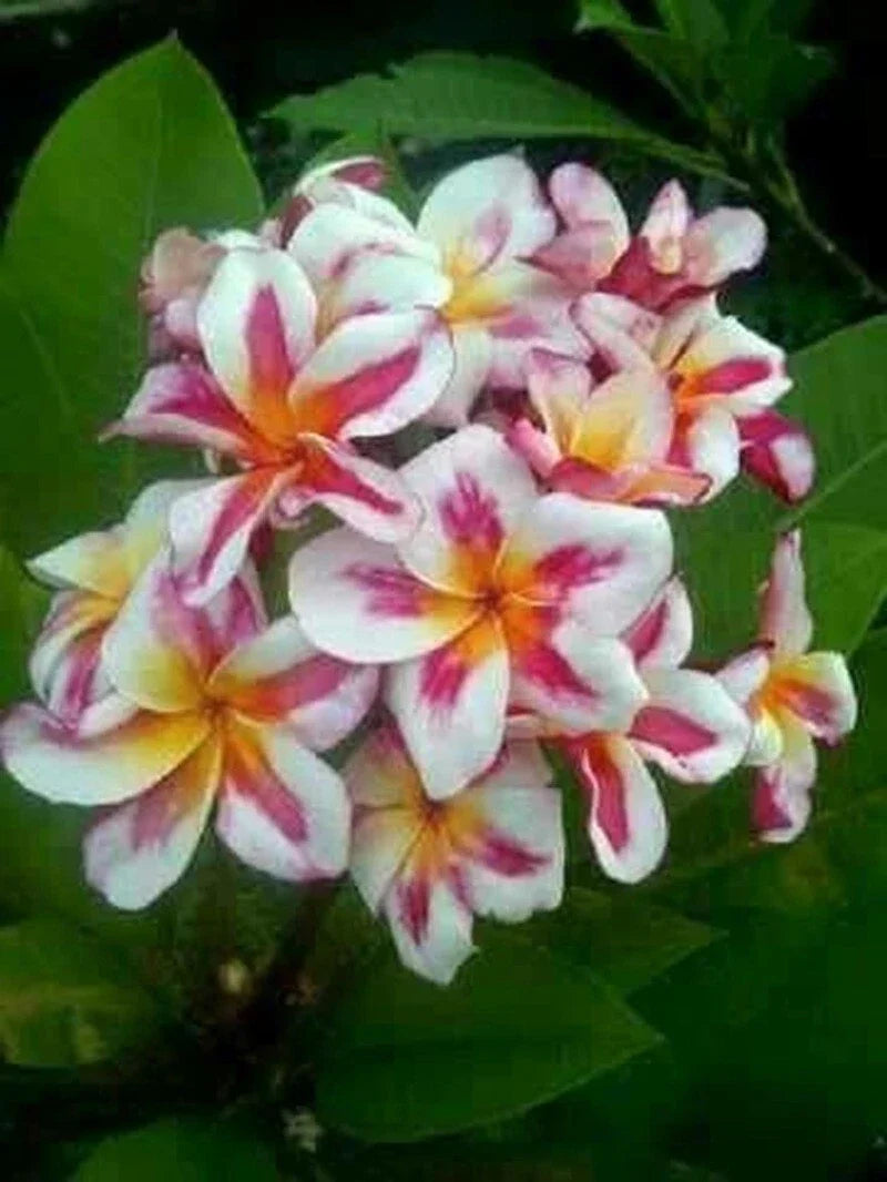 Plumeria Seeds - 5 Pink Yellow White Hawaiian Flower Plants - Perennial Bloom - Tropical Garden Flowers - Plumeria spp.