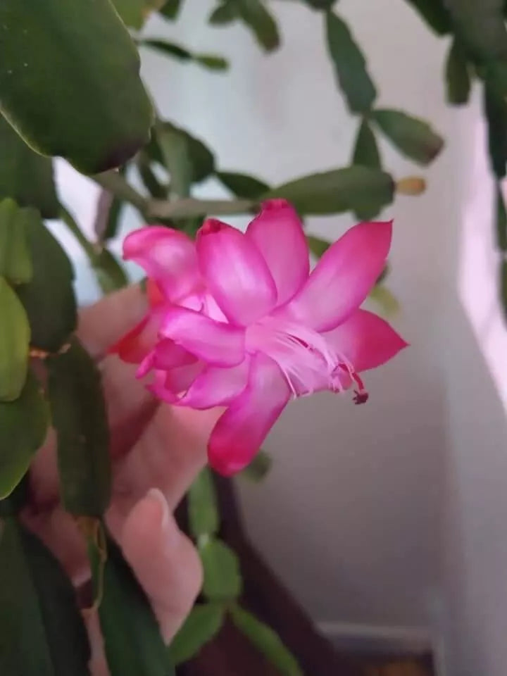 Pink True Christmas Cactus Cuttings - 3 Rare Schlumbergera Buckleyi Indoor Plants