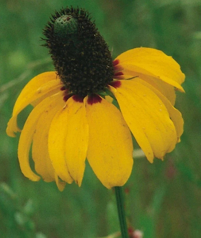 Prairie Coneflower Seeds - 200+ Organic Ratibida columnifera Wildflower Seeds for Garden, Pollinator Attracting, Perennial Planting