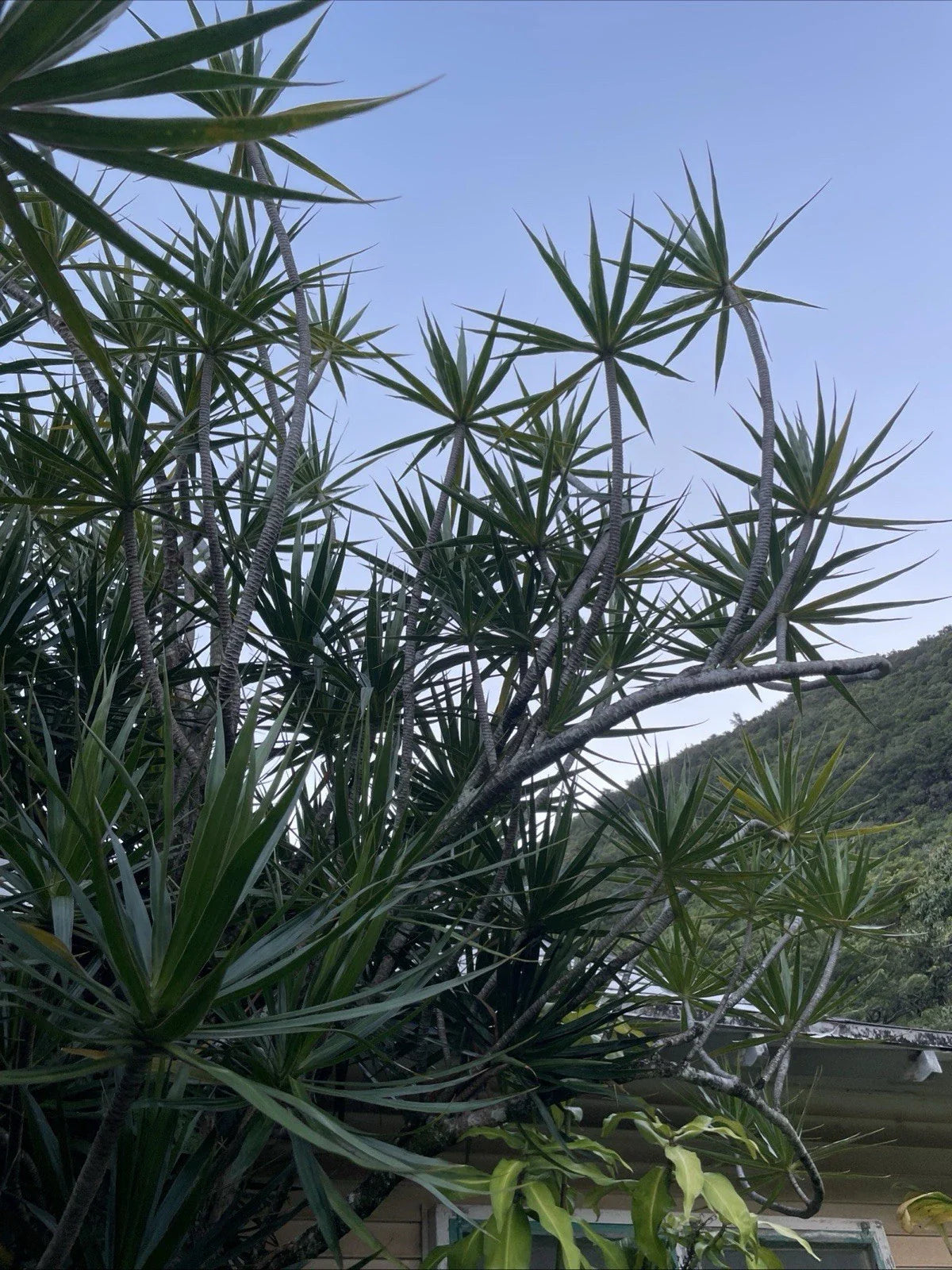 8 Hawaii Grown Dragon Tree Cuttings - Dracaena Marginata Money Tree Bonsai - Bulk Plant Propagation Supplies