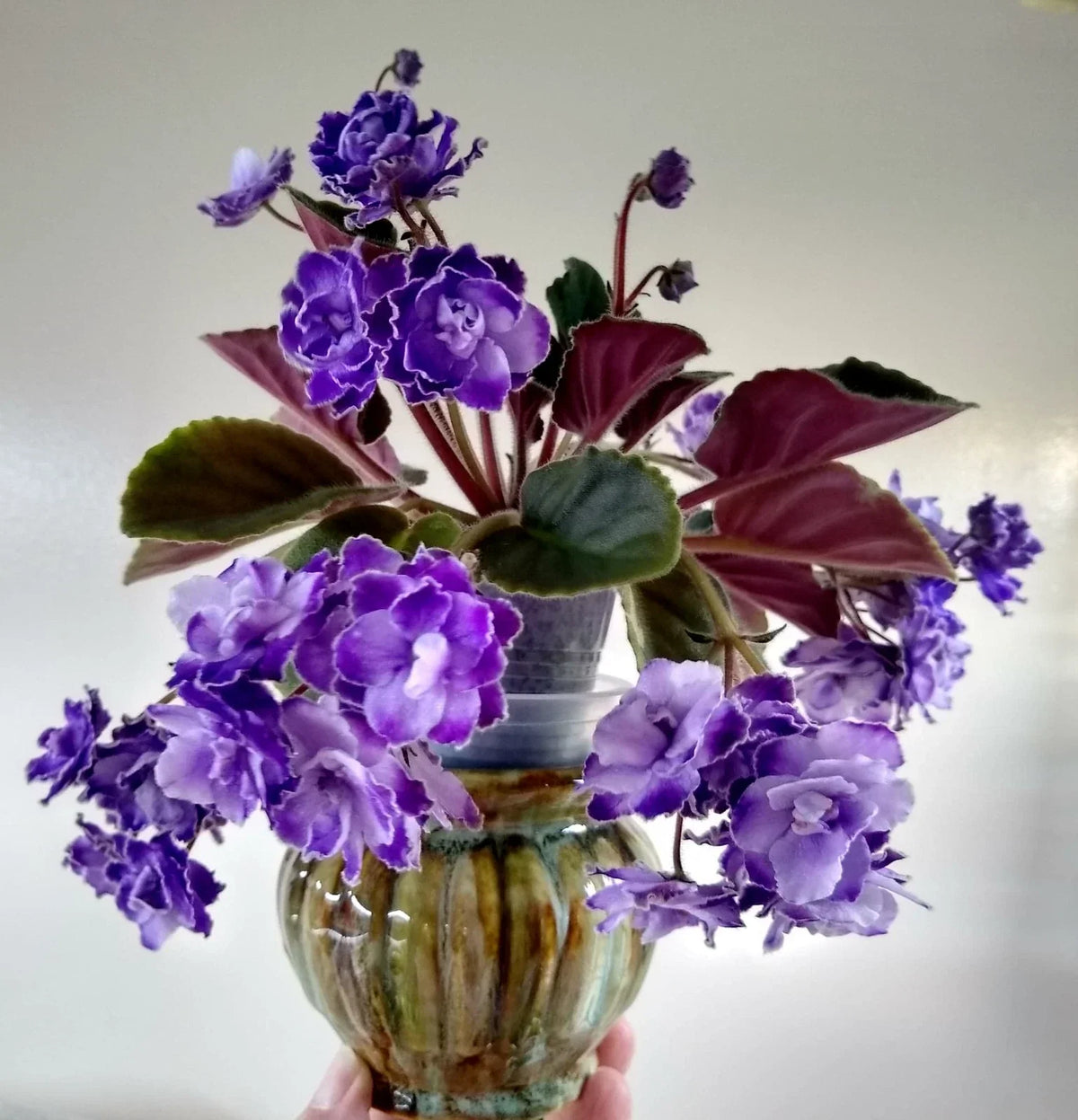 African Violet Leaves - 2 Pack - Optimara Trinidad II Saintpaulia ionantha Indoor Plant Cuttings
