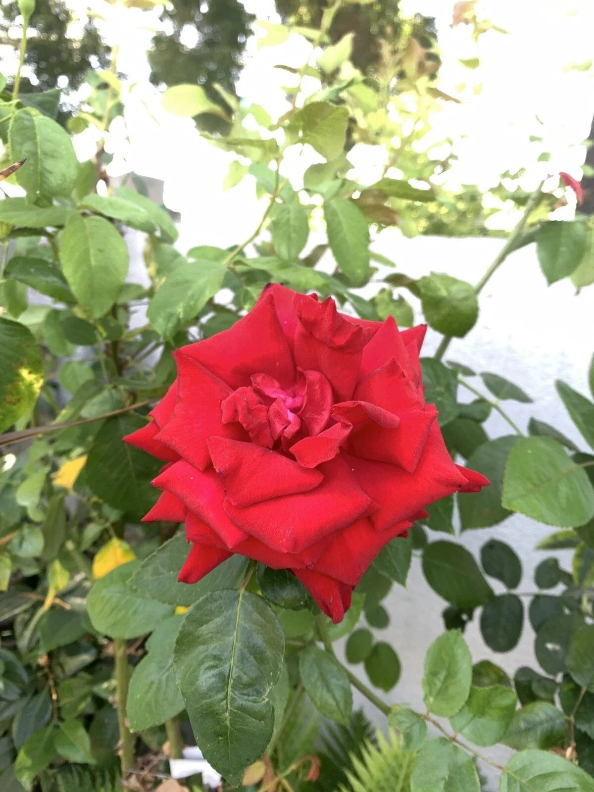 Blood Red Fragrant Rose Cuttings - 6-Inch Logs, Rosa spp., Garden Propagation, No Roots, Flowering, Fragrant Roses