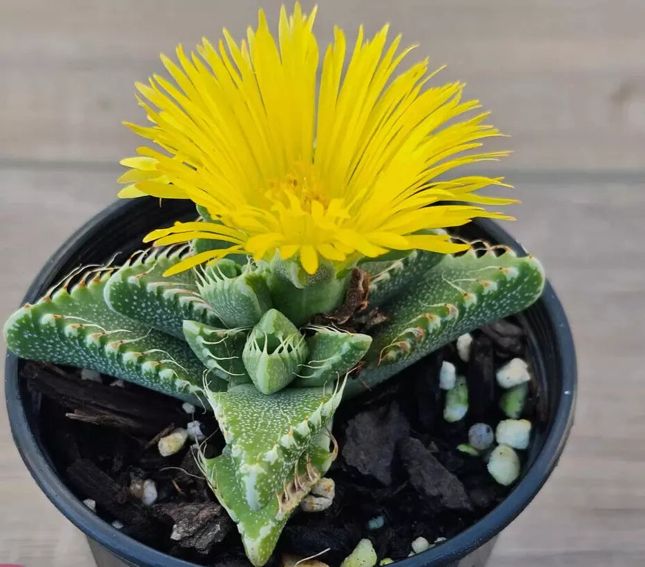 Faucaria Tigrina Potted Plant - 4" Succulent - Tiger's Jaw Plant - Rare Exotic Succulent