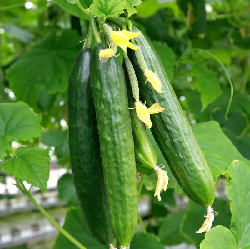 Persian Cucumber Seeds | Beit Alpha F1 | Burpless Lebanese Middle Eastern Variety