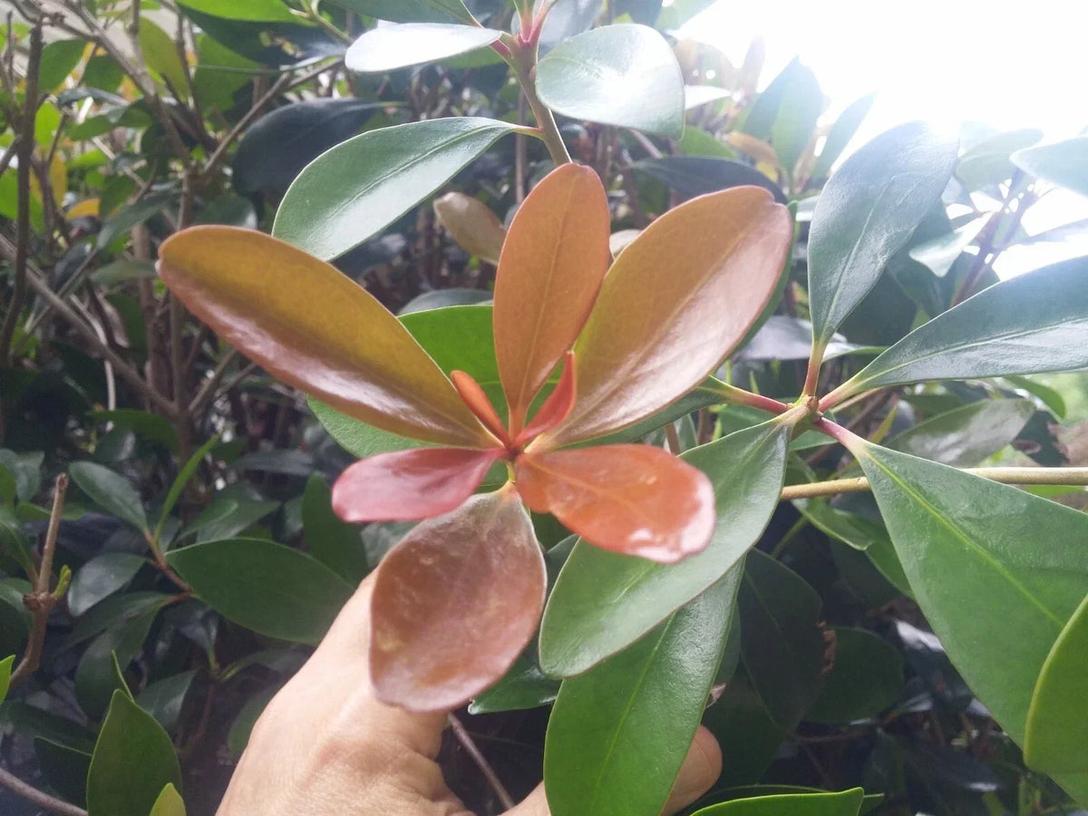 Cleyera Japonica LeAnn Cuttings – 15 Thin Evergreen Bushes for Hedges, Privacy Screens, Garden Landscaping