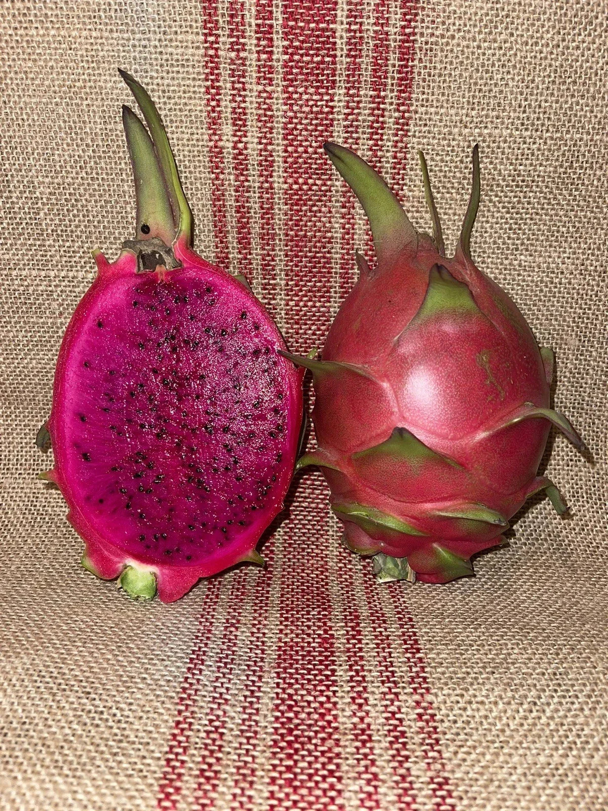 Mature Dragon Fruit Cuttings – Natural Mystic Variety – Hylocereus undatus – Ready to Plant