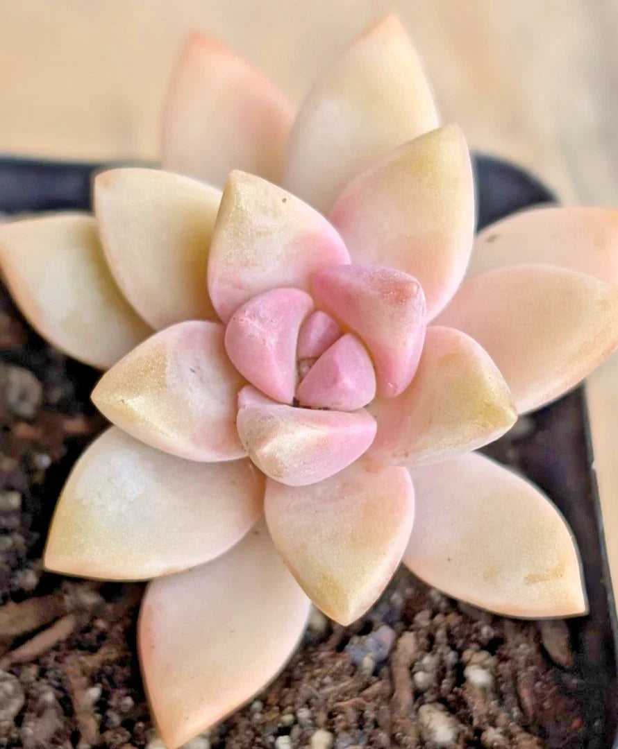 Ghost Plant Succulent - 2" Potted Pink Graptopetalum paraguayense - Drought-Tolerant Indoor/Outdoor Houseplant