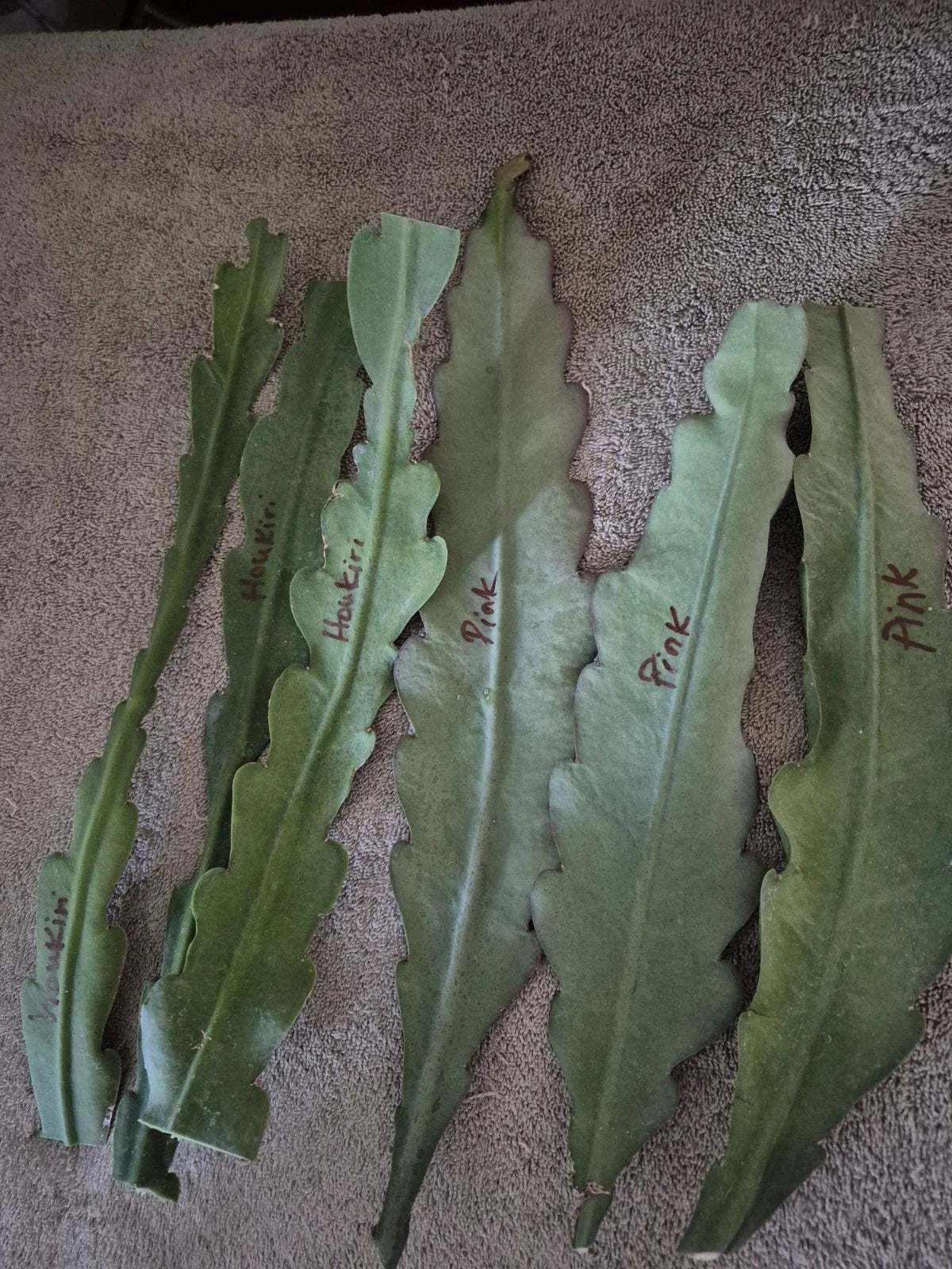 Epiphyllum Orchid Cactus Cuttings (6) Live Plants, White & Pink Flowers, Crenatus Variety