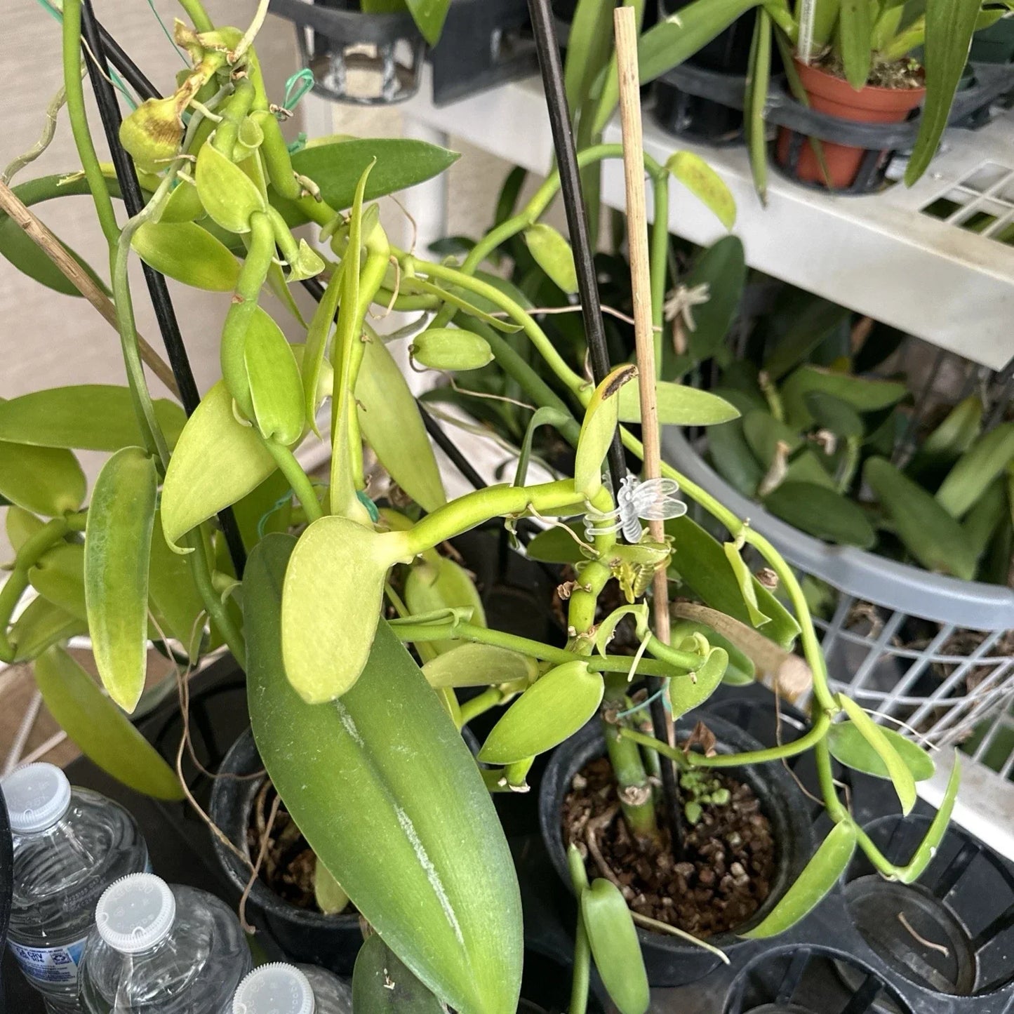 Vanilla Bean Orchid Cutting - 10" Fresh Vanilla Planifolia Climbing Vine for Indoor & Outdoor Growing