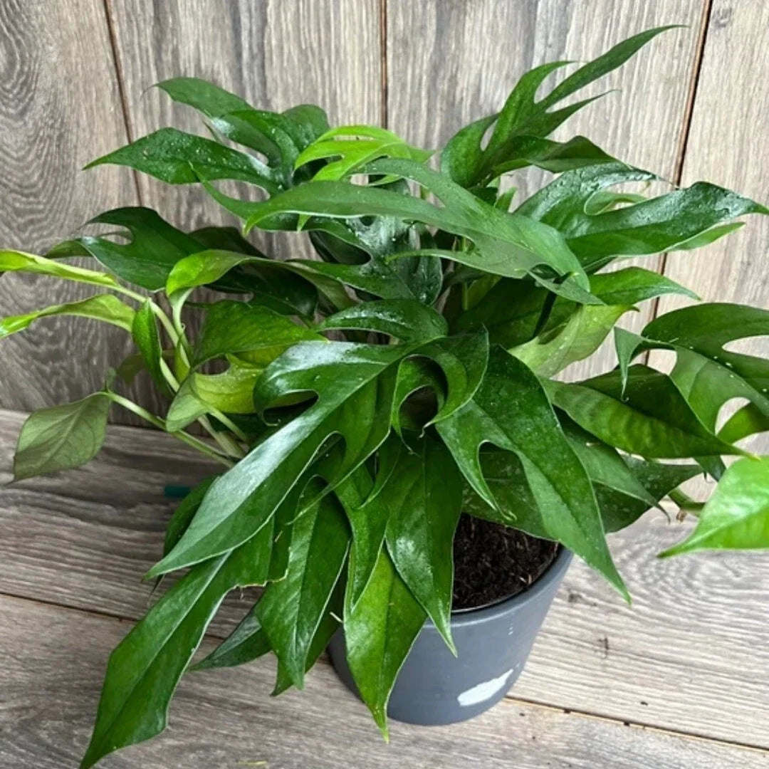 Pothos Baltic Blue Plug – Live Well-Rooted Epipremnum aureum Starter Plant, Rare Blue-Green Foliage Indoor Plant